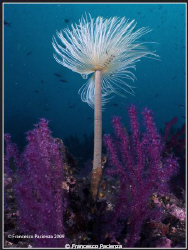 Spiro between two red Gorgonians (Paramuricea clavata) wi... by Francesco Pacienza 